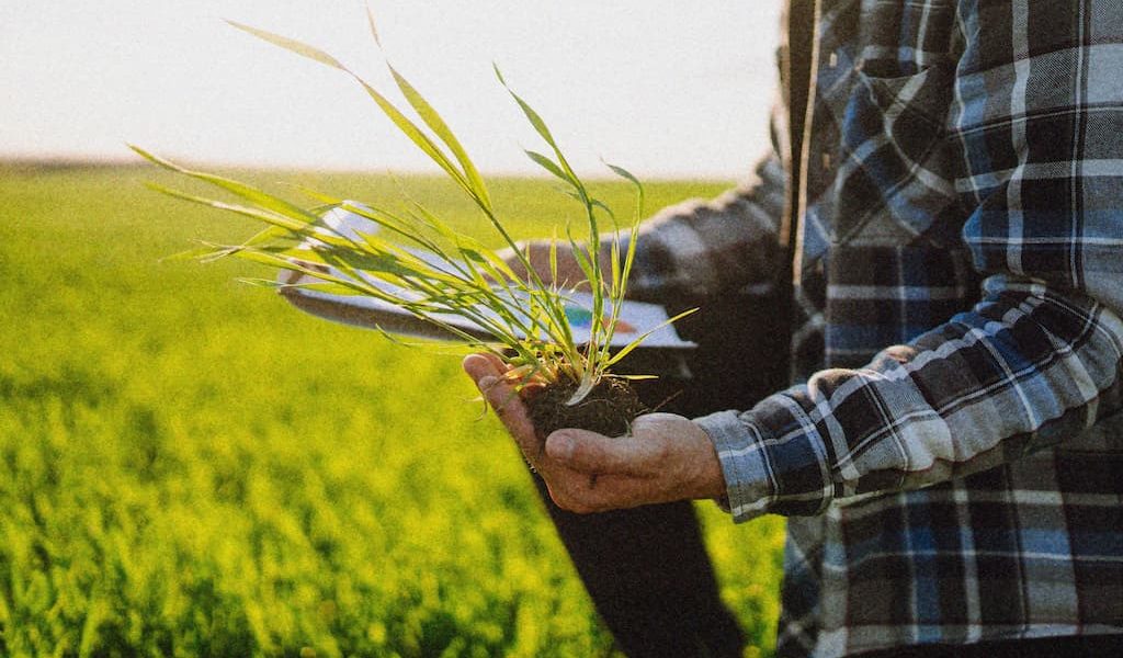 hand-of-expert-farmer-checking-soil-health-before-2022-11-02-00-37-34-utc-2-1